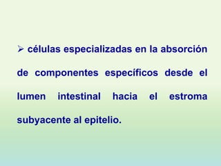  células especializadas en la absorción

de componentes específicos desde el

lumen   intestinal   hacia   el   estroma

subyacente al epitelio.
 