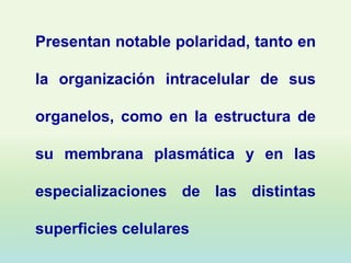 Presentan notable polaridad, tanto en

la organización intracelular de sus

organelos, como en la estructura de

su membrana plasmática y en las

especializaciones de las distintas

superficies celulares
 
