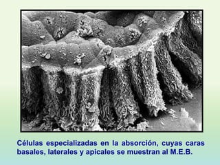 Células especializadas en la absorción, cuyas caras
basales, laterales y apicales se muestran al M.E.B.
 