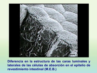 Diferencia en la estructura de las caras luminales y
laterales de las células de absorción en el epitelio de
revestimiento intestinal (M.E.B.)
 