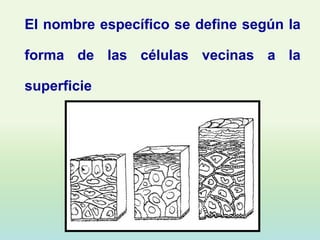 El nombre específico se define según la

forma de las células vecinas a la

superficie
 