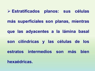  Estratificados   planos:   sus   células

más superficiales son planas, mientras

que las adyacentes a la lámina basal

son cilíndricas y las células de los

estratos   intermedios   son   más   bien

hexaédricas.
 