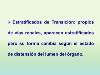  Estratificados de Transición: propios

de vías renales, aparecen estratificados

pero su forma cambia según el estado

de distensión del lumen del órgano.
 