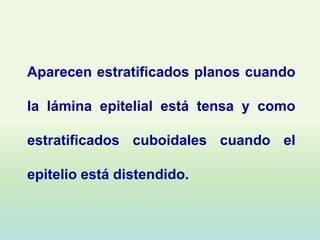 Aparecen estratificados planos cuando

la lámina epitelial está tensa y como

estratificados cuboidales cuando el

epitelio está distendido.
 