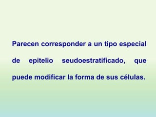 Parecen corresponder a un tipo especial

de   epitelio   seudoestratificado,   que

puede modificar la forma de sus células.
 