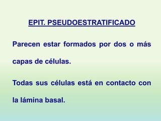 EPIT. PSEUDOESTRATIFICADO

Parecen estar formados por dos o más

capas de células.

Todas sus células está en contacto con

la lámina basal.
 