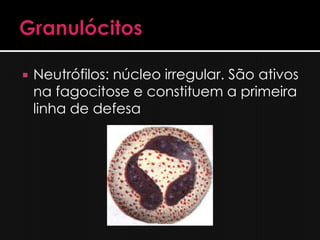    Neutrófilos: núcleo irregular. São ativos
    na fagocitose e constituem a primeira
    linha de defesa
 