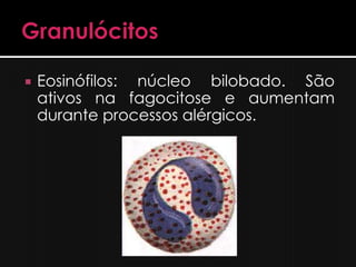    Eosinófilos: núcleo bilobado. São
    ativos na fagocitose e aumentam
    durante processos alérgicos.
 