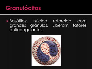    Basófilos: núcleo   retorcido com
    grandes grânulos.   Liberam fatores
    anticoagulantes.
 
