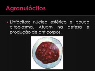    Linfócitos: núcleo esférico e pouco
    citoplasma. Atuam na defesa e
    produção de anticorpos.
 