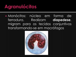   Módulo 24
1. Plasmócitos
    Fibroblastos
    Adipócitos
    Mastócitos
    Macrófagos
2. a) Servem para fixar os múscu...