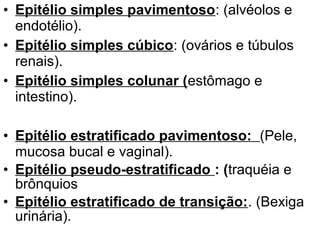 • Epitélio simples pavimentoso: (alvéolos e
  endotélio).
• Epitélio simples cúbico: (ovários e túbulos
  renais).
• Epitélio simples colunar (estômago e
  intestino).

• Epitélio estratificado pavimentoso: (Pele,
  mucosa bucal e vaginal).
• Epitélio pseudo-estratificado : (traquéia e
  brônquios
• Epitélio estratificado de transição:. (Bexiga
  urinária).
 
