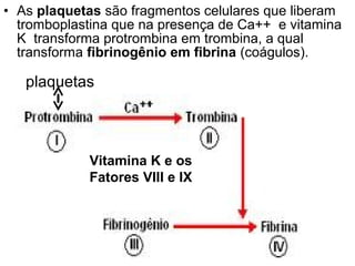 • As plaquetas são fragmentos celulares que liberam
  tromboplastina que na presença de Ca++ e vitamina
  K transforma protrombina em trombina, a qual
  transforma fibrinogênio em fibrina (coágulos).

   plaquetas



            Vitamina K e os
            Fatores VIII e IX
 