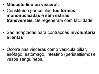 • Músculo liso ou visceral:
• Constituído por células fusiformes,
  mononucleadas e sem estrias
  transversais. Se regeneram com facilidade.

• São adaptadas para contrações involuntária
  e lentas

• Ocorre nas vísceras como vesícula biliar,
  esôfago, estômago, intestino (peristaltismo) e
  vasos sanguíneos.
 