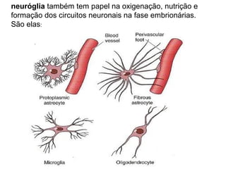 neuróglia também tem papel na oxigenação, nutrição e
formação dos circuitos neuronais na fase embrionárias.
São elas:
 