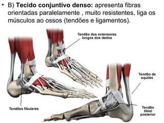 • B) Tecido conjuntivo denso: apresenta fibras
  orientadas paralelamente , muito resistentes, liga os
  músculos ao ossos (tendões e ligamentos).
 