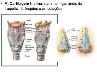 • A) Cartilagem hialina: nariz, laringe, anéis da
  traquéia , brônquios e articulações .
 