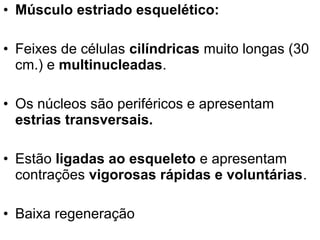 • Músculo estriado esquelético:

• Feixes de células cilíndricas muito longas (30
  cm.) e multinucleadas.

• Os núcleos são periféricos e apresentam
  estrias transversais.

• Estão ligadas ao esqueleto e apresentam
  contrações vigorosas rápidas e voluntárias.

• Baixa regeneração
 