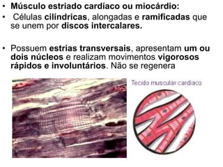 • Músculo estriado cardíaco ou miocárdio:
• Células cilíndricas, alongadas e ramificadas que
  se unem por discos intercalares.

• Possuem estrias transversais, apresentam um ou
  dois núcleos e realizam movimentos vigorosos
  rápidos e involuntários. Não se regenera
 