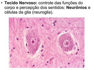 • Tecido Nervoso: controle das funções do
  corpo e percepção dos sentidos: Neurônios e
  células da glia (neuroglia).
 