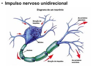 • Impulso nervoso unidirecional
 
