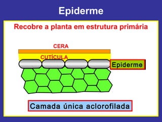 Epiderme
Recobre a planta em estrutura primária

           CERA

       CUTÍCULA
                           Epiderme
                           Epiderme




    Camada única aclorofilada
 