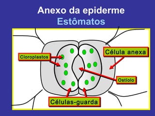 Anexo da epiderme
          Estômatos


                                Célula anexa
                                Célula anexa
Cloroplastos
Cloroplastos




                                   Ostíolo
                                   Ostíolo




               Células-guarda
               Células-guarda
 