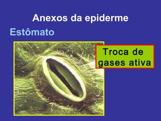 Anexos da epiderme
Estômato
                 Troca de
                gases ativa
 
