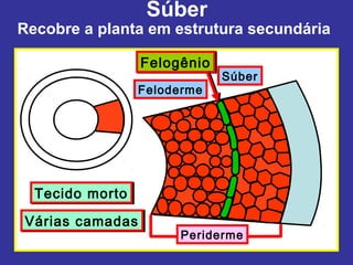Súber
Recobre a planta em estrutura secundária

                 Felogênio
                 Felogênio
                             Súber
                 Feloderme




  Tecido morto
  Tecido morto
Várias camadas
Várias camadas
                      Periderme
 