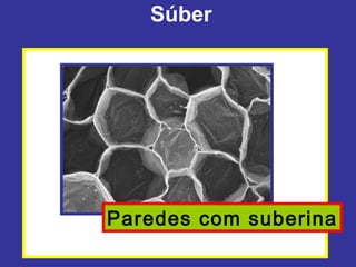 Súber




Paredes com suberina
 