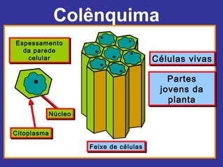 Colênquima
Espessamento
Espessamento
  da parede
  da parede
   celular
    celular                          Células vivas
                                     Células vivas

                                        Partes
                                        Partes
                                      jovens da
                                      jovens da
                                        planta
                                        planta
         Núcleo
         Núcleo

Citoplasma
Citoplasma

                  Feixe de células
                  Feixe de células
 