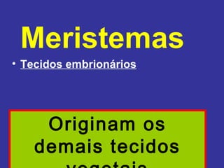 Meristemas
• Tecidos embrionários




    Originam os
   demais tecidos
 