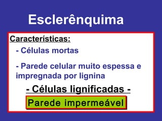 Esclerênquima
Características:
 - Células mortas
 - Parede celular muito espessa e
 impregnada por lignina
   - Células lignificadas -
    Parede impermeável
 