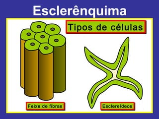 Esclerênquima
                  Tipos de células




Feixe de fibras
Feixe de fibras          Esclereídeos
                         Esclereídeos
 