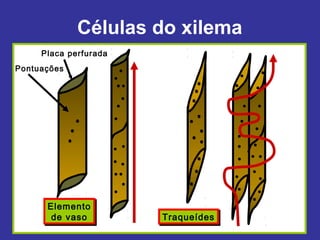 Células do xilema
     Placa perfurada
Pontuações




      Elemento
      Elemento
       de vaso
       de vaso         Traqueídes
                       Traqueídes
 