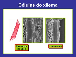 Células do xilema




Elementos
Elementos     Traqueídes
              Traqueídes
 de vaso
 de vaso
 
