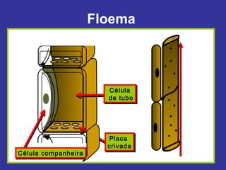 Floema



                       Célula
                       Célula
                       de tubo
                       de tubo




                       Placa
                        Placa
                       crivada
                       crivada
Célula companheira
Célula companheira
 