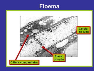Floema


                                   Célula
                                   Célula
                                   de tubo
                                   de tubo




                         Placa
                          Placa
                         crivada
                         crivada
Célula companheira
Célula companheira
 