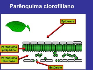 Parênquima clorofiliano

                          Epiderme
                          Epiderme




Parênquima
Parênquima
 paliçádico
 paliçádico

Parênquima
Parênquima
 lacunoso
 lacunoso

                   Estômato
                   Estômato
 