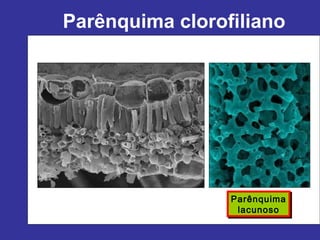 Parênquima clorofiliano




                 Parênquima
                 Parênquima
                  lacunoso
                  lacunoso
 