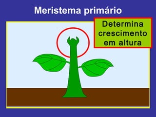 Meristema primário
              Determina
             crescimento
              em altura
 