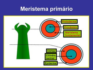 Meristema primário

                   Protoderme

                    Procâmbio

                     Meristema
                     fundamental




         Córtex
        Cilíndro
        central

        Epiderme
 