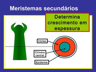 Meristemas secundários
                      Determina
                   crescimento em
                      espessura

          Córtex



        Cilíndro
        central

        Epiderme
 
