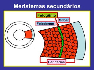 Meristemas secundários
       Felogênio
       Felogênio
                   Súber
       Feloderme




            Periderme
 