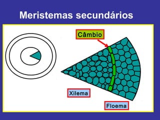 Meristemas secundários
           Câmbio




         Xilema

                    Floema
 