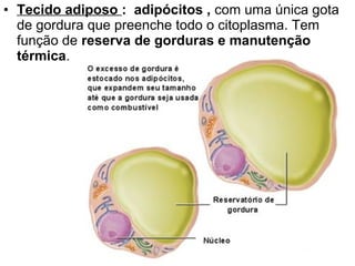 • Tecido adiposo : adipócitos , com uma única gota
de gordura que preenche todo o citoplasma. Tem
função de reserva de gorduras e manutenção
térmica.

 