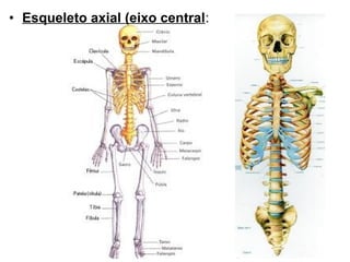• Esqueleto axial (eixo central:

 