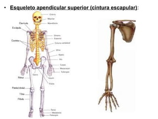 • Esqueleto apendicular superior (cintura escapular):

 