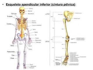 • Esqueleto apendicular inferior (cintura pélvica):

 