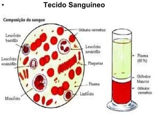 •

Tecido Sanguíneo

 